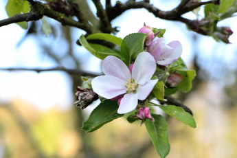 Картинка цветы цветущие+деревья+ +кустарники макро розовый ветка яблоня