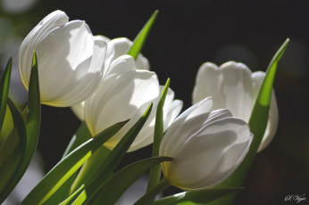 Картинка цветы тюльпаны белый бутоны