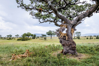 Картинка животные львы прайд дерево сафари