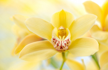 Картинка цветы орхидеи макро орхидея желтый