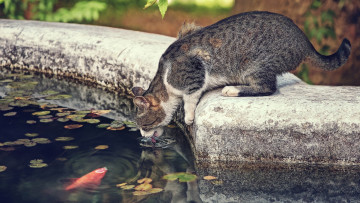 обоя животные, разные вместе, ситуация, жажда, рыба, кошка, кот