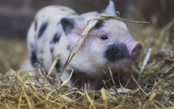 Картинка животные свиньи +кабаны поросята фон