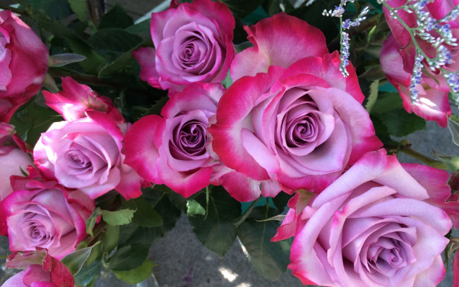 Обои картинки фото цветы, розы, двухцветные