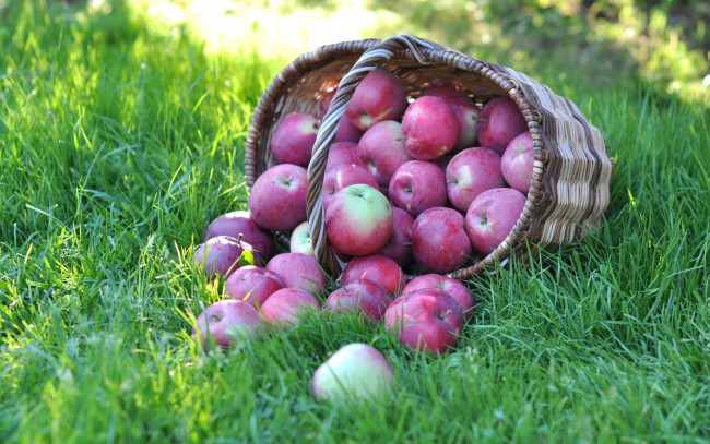 Обои картинки фото еда, Яблоки, трава, корзина, яблоки