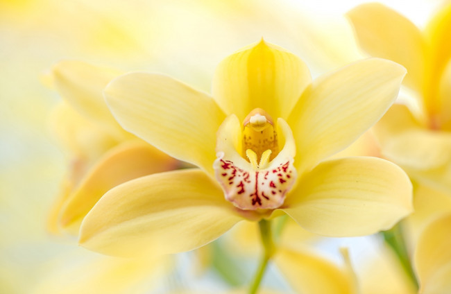 Обои картинки фото цветы, орхидеи, макро, орхидея, желтый