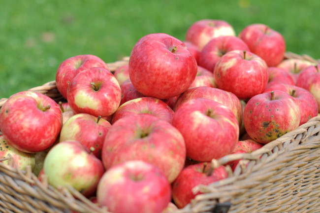 Обои картинки фото еда, Яблоки, макро, урожай, яблоки, фрукт, корзина