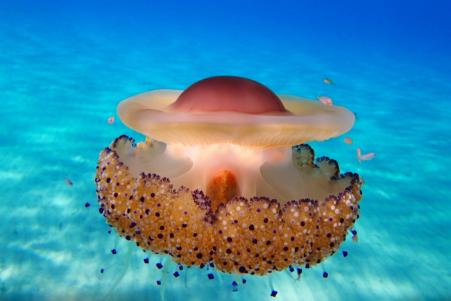 Обои картинки фото животные, медузы, подводный, мир, медуза, океан, море