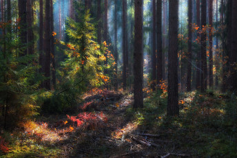 Картинка природа лес без комментарий