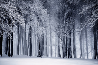 Картинка природа лес зима деревья снег