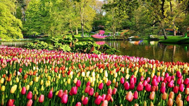 Обои картинки фото keukenhof park, netherlands, природа, парк, keukenhof, park