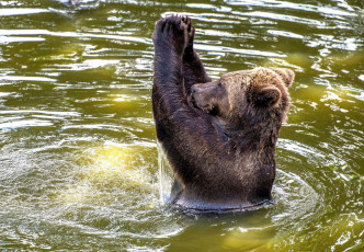 Картинка животные медведи медведь вода