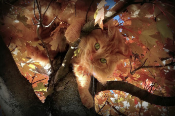 обоя животные, коты, кот, кошка
