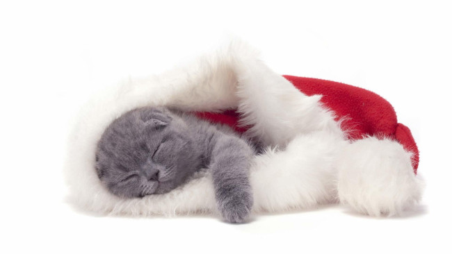 Обои картинки фото животные, коты, кот, кошка, котёнок