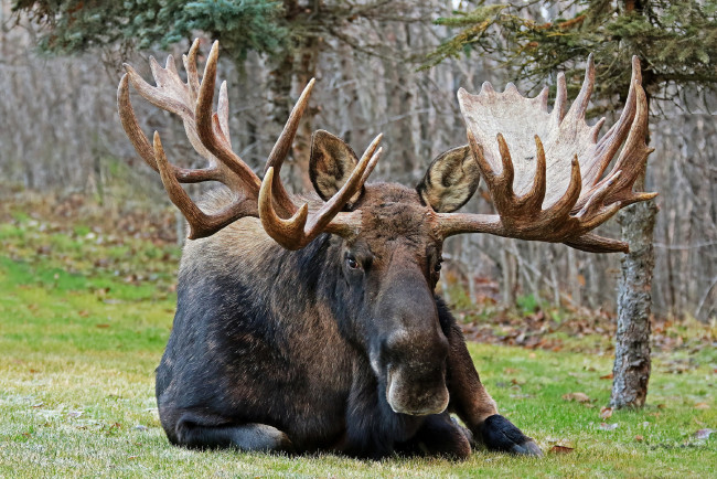 Обои картинки фото bull moose, животные, лоси, bull, moose