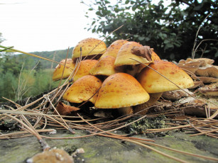 Картинка природа грибы иголки пень