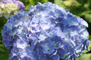 Картинка цветы гортензия голубой