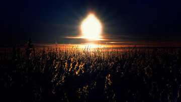 Картинка природа восходы закаты трава солнце свет