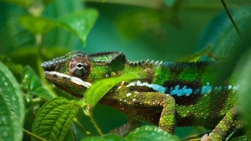 Картинка животные хамелеоны гекон