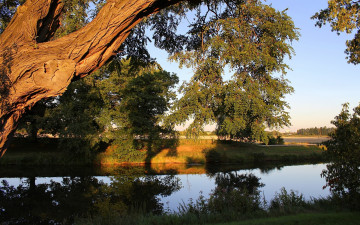 Картинка природа реки озера река берег дерево вечер лето