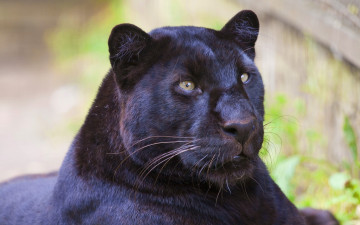 Картинка животные пантеры чёрный леопард морда пантера черный ягуар