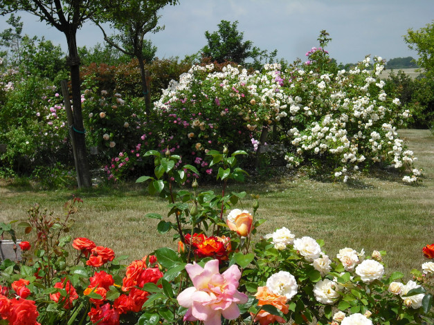Обои картинки фото цветы, розы, сад, роз, вандея