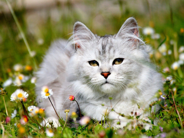Обои картинки фото животные, коты, цветы, серый