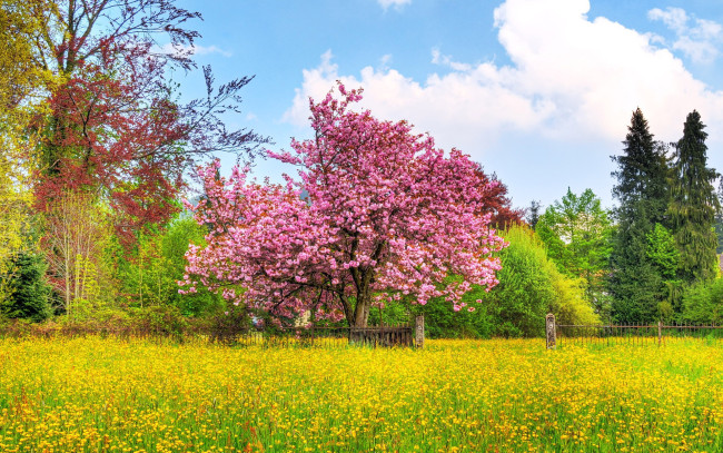Обои картинки фото природа, деревья, цветы, забор, сакура, облака, весна