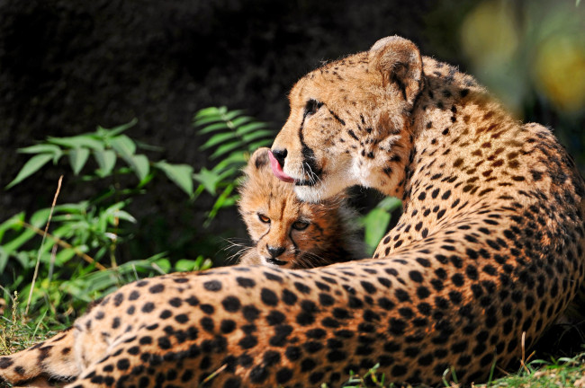 Обои картинки фото животные, гепарды, мама, малыш, хищник, пятна
