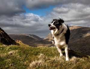 Картинка животные собаки горы пейзаж ветер бордер-колли