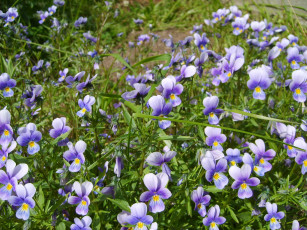 Картинка цветы анютины глазки садовые фиалки голубые трава