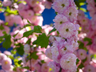 Картинка цветы цветущие деревья кустарники весна цветение миндаль ветка