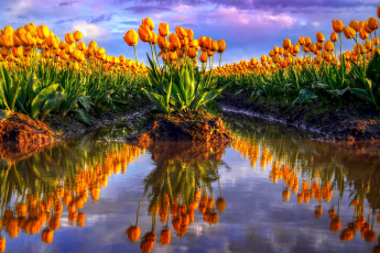 Картинка цветы тюльпаны плантация вода красота