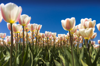 Картинка цветы тюльпаны поле плантация