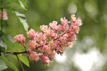 Картинка цветы цветущие деревья кустарники розовый каштан соцветие макро