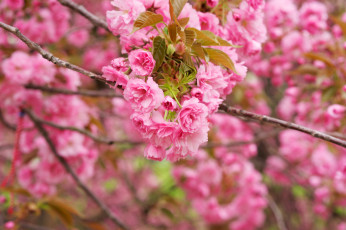 Картинка цветы сакура вишня макро ветка цветение