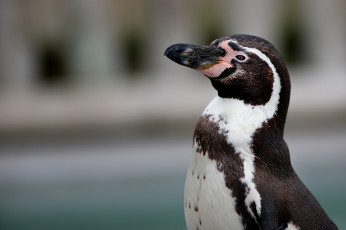 Картинка животные пингвины птица гордый