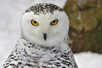 Картинка животные совы снег зима взгляд снежная сова