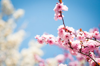 Картинка цветы цветущие деревья кустарники слива ветки