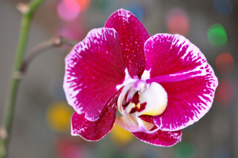 Картинка цветы орхидеи экзотика макро