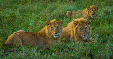Картинка животные львы трио