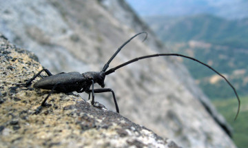 Картинка животные насекомые жук черный усы