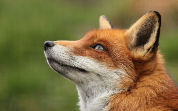 Картинка животные лисы морда портрет рыжая