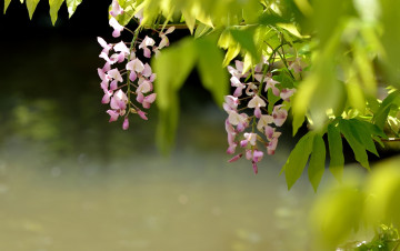 Картинка цветы глициния вистерия