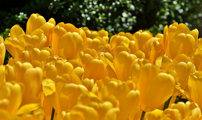 Обои картинки фото цветы, тюльпаны, жёлтые, бутоны, много