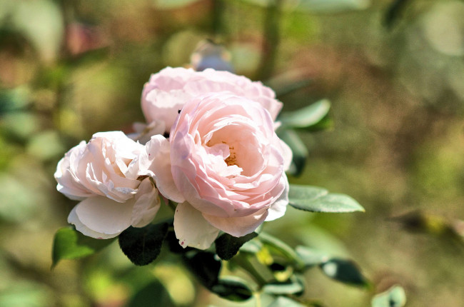 Обои картинки фото цветы, розы, розовые, лепестки