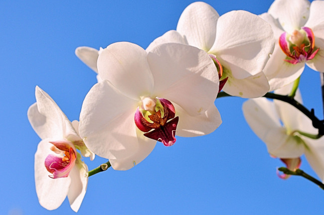 Обои картинки фото цветы, орхидеи, ветка, экзотика