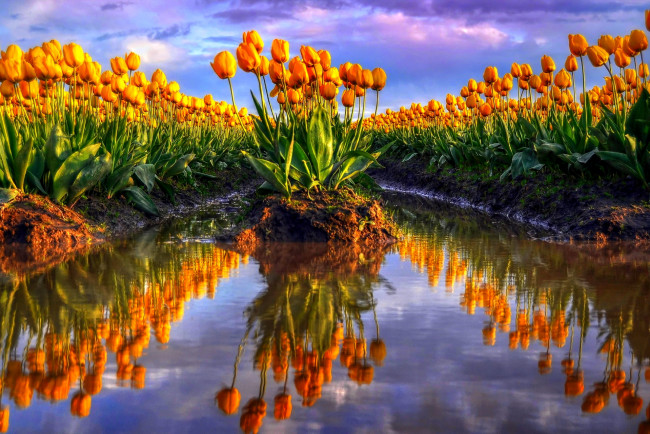 Обои картинки фото цветы, тюльпаны, плантация, вода, красота
