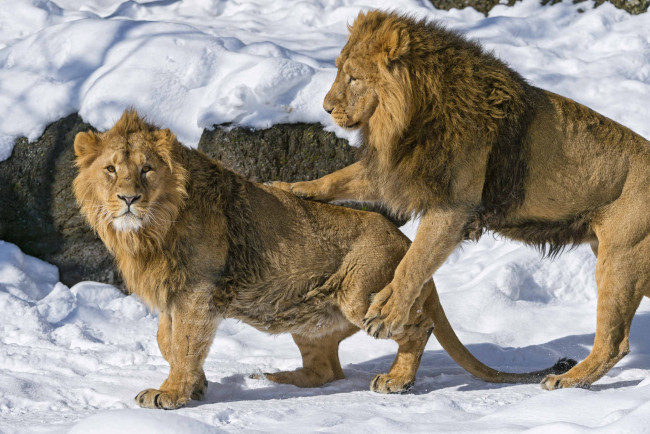 Обои картинки фото животные, львы, игра, братья