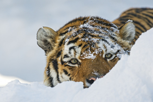Обои картинки фото животные, тигры, снег, дикая, кошка, морда, взгляд