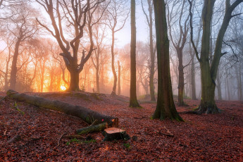Картинка природа лес осень утро туман деревья